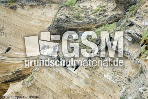 Kormoran (4 von 7).jpg